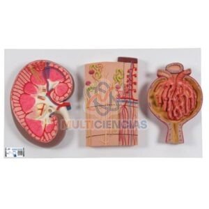 modelos anatomicos