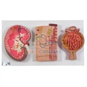 modelos anatomicos