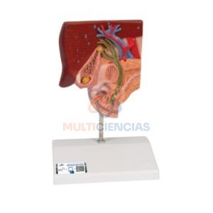 modelo anatómico humano