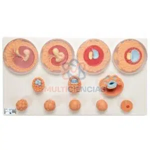 modelos anatomicos