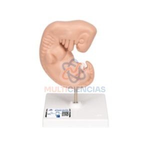modelos anatomicos