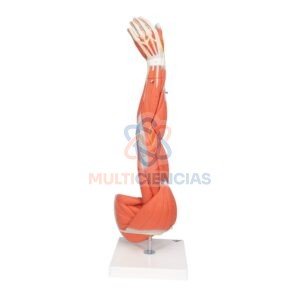 modelos anatomicos