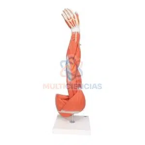 modelos anatomicos