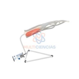 modelos anatomicos
