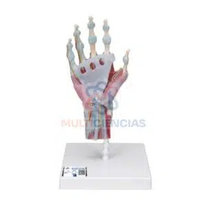 modelos anatomicos