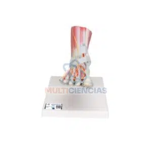 modelos anatomicos