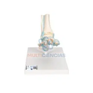 modelos anatomicos