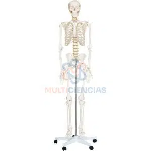 modelo anatomico del cuerpo humano