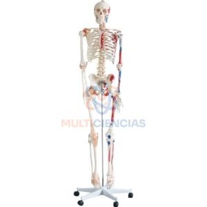 modelo anatomico del cuerpo humano