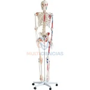 modelo anatomico del cuerpo humano