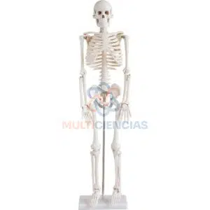 modelo anatomico del cuerpo humano