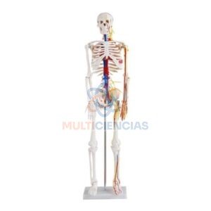 modelo anatomico del cuerpo humano