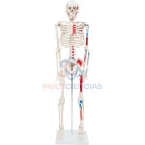 modelo anatomico del cuerpo humano