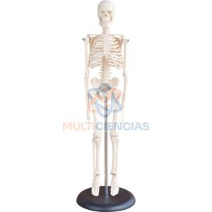 modelo anatomico del cuerpo humano