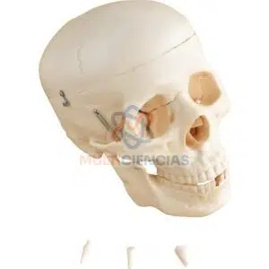 modelo anatomico del cuerpo humano