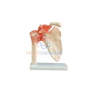 modelo anatomico hombro