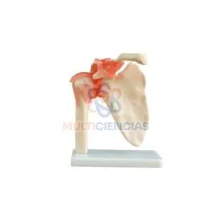 modelo anatomico hombro
