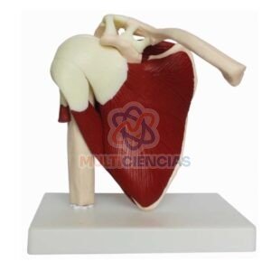 modelo anatomico hombro