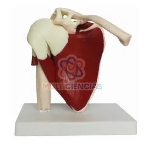 modelo anatomico hombro