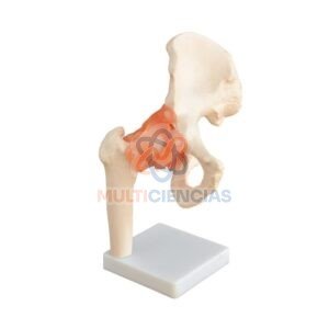 modelo anatomico del cuerpo humano