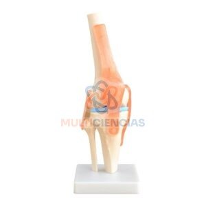 modelo anatomico rodilla