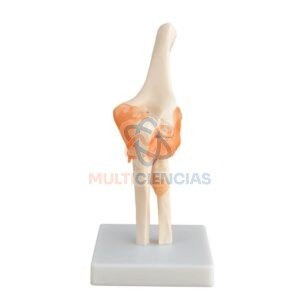 modelo anatomico del cuerpo humano