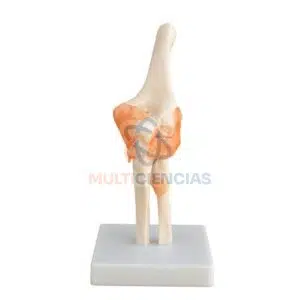 modelo anatomico del cuerpo humano