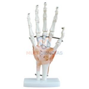 modelo anatomico del cuerpo humano