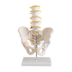 modelo anatomico del cuerpo humano
