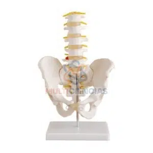 modelo anatomico del cuerpo humano