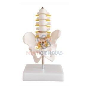 modelo anatomico del cuerpo humano
