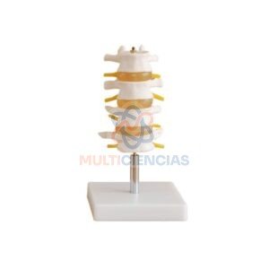 modelo anatomico del cuerpo humano