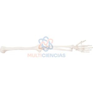 modelo anatomico del cuerpo humano