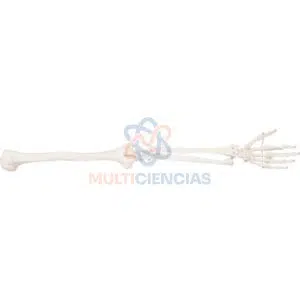 modelo anatomico del cuerpo humano