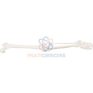 modelo anatomico del cuerpo humano