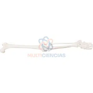 modelo anatomico del cuerpo humano