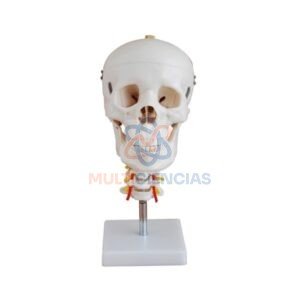 modelo anatomico del cuerpo humano