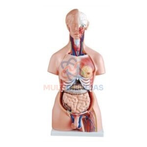 modelo anatomico del cuerpo humano