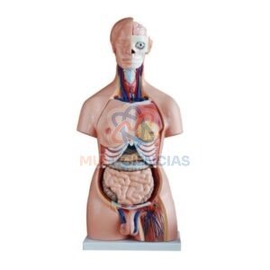 modelo anatomico del cuerpo humano