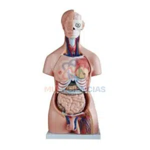 modelo anatomico del cuerpo humano