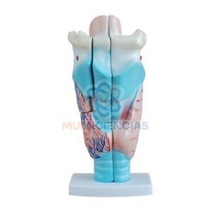 modelo anatomico del cuerpo humano
