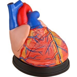 modelo de corazon