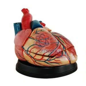modelo de corazon