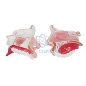 modelo anatomico del cuerpo humano