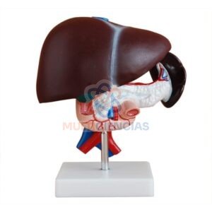 modelo anatomico del cuerpo humano