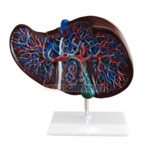 modelo anatomico del cuerpo humano
