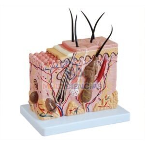 modelo anatomico del cuerpo humano