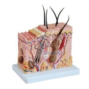 modelo anatomico del cuerpo humano
