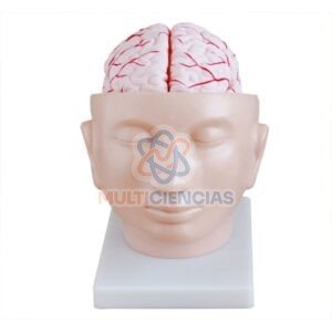 modelo anatomico del cuerpo humano
