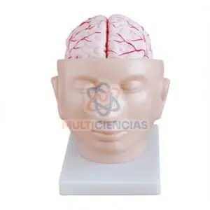 modelo anatomico del cuerpo humano
